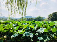 -西湖外事游船(湖滨二公园外事游船码头)