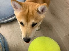 -浣熊柯尔鸭土拨鼠·电玩咖