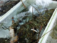 -四川人郑霞海鲜