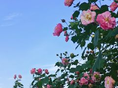 -映月湖中央公园
