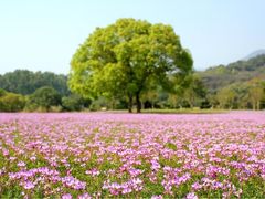 -福建鲤鱼洲酒店