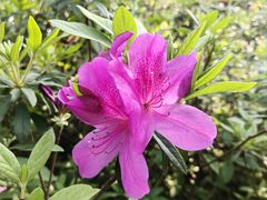 -梧桐山风景名胜区