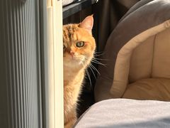 -御宝贝·A梦猫科宠物医院(国际猫友好医院)