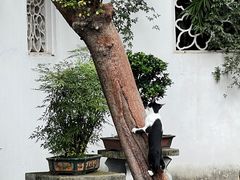 -西园戒幢律寺
