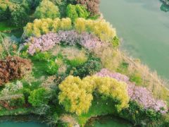 -西京湾花海