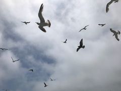 -海驴岛(荣成市)
