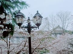 -武汉大学-樱园