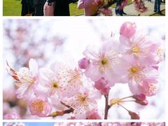-武汉大学-樱园
