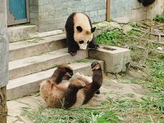 -中国大熊猫保护研究中心雅安碧峰峡基地