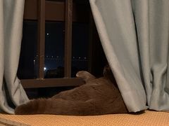 -贝利宠物医院·骨科·眼科·肿瘤转诊中心(南坪诊疗中心)