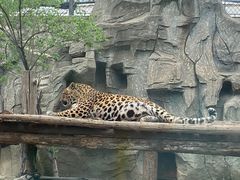 -石家庄市动物园