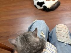 -楼上猫咖(罗湖店)