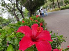 -顺峰山公园