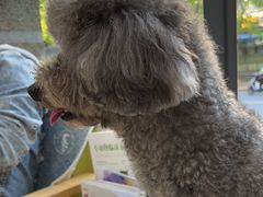 -瑞鹏宠物医院犬猫全科(真大分院)