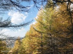 -苏木山森林公园