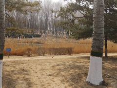 -大兴滨河森林公园