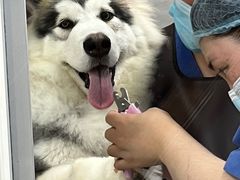 -宠福鑫康馨动物医院·骨科·眼科