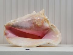 -青岛贝壳博物馆