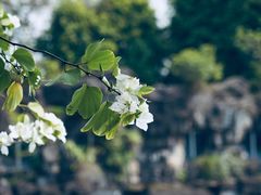 -中国科学院华南植物园
