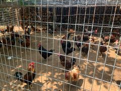 -水库活鱼馆(于桥水库店)