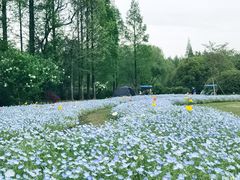 -上海滨江森林公园