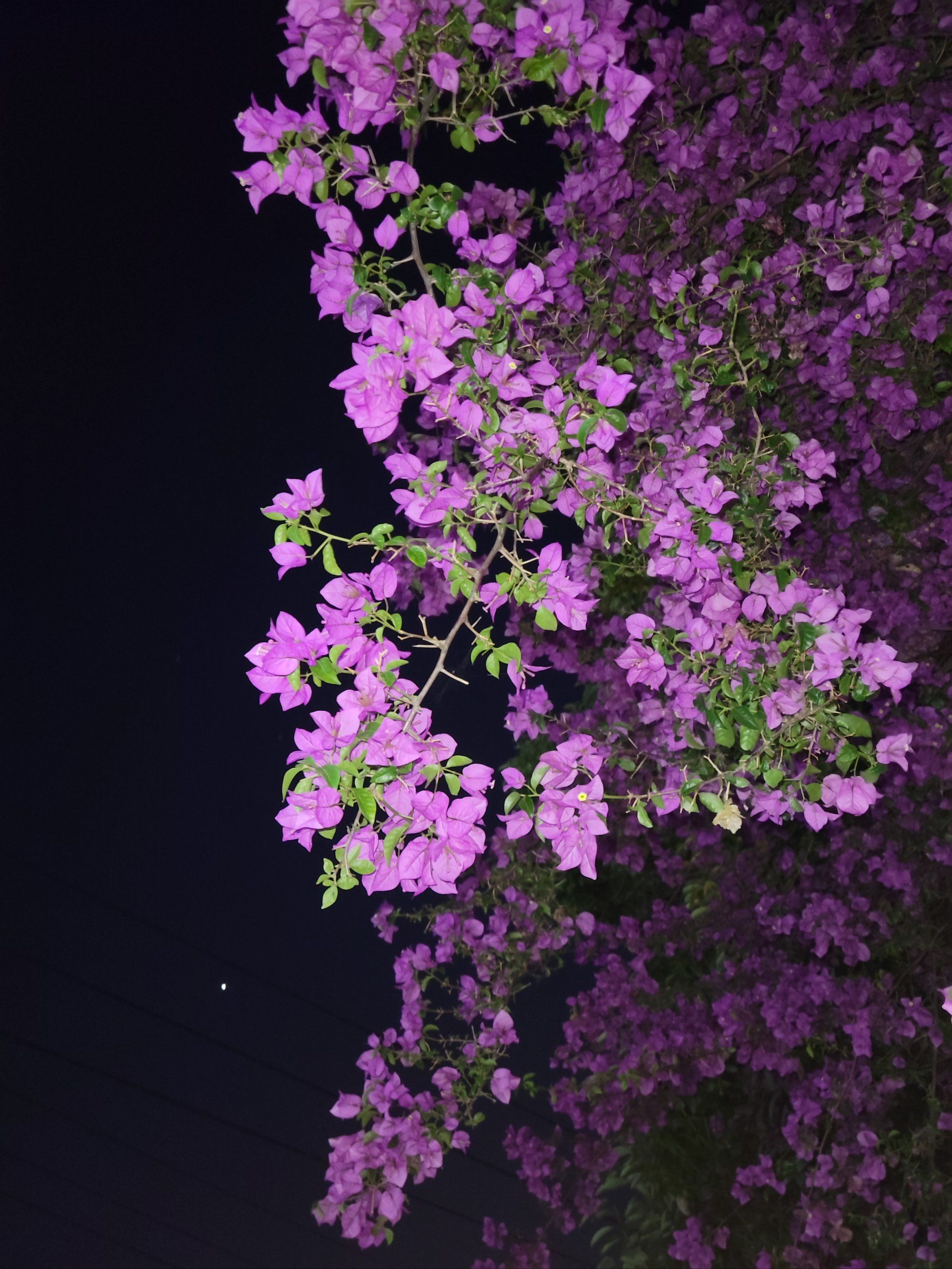 蓝花楹 #泡桐花