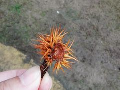 -广州白江湖森林公园