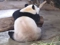 -海南热带野生动植物园