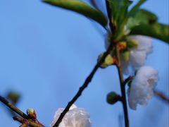 -南国桃园旅游度假区