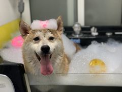 -宠颐生宠物医院·心肾内科·猫专科诊疗中心宠巢店