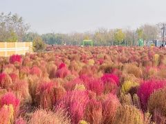-天津东丽湖风景区