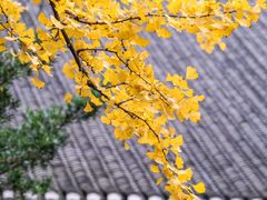 -青羊宫