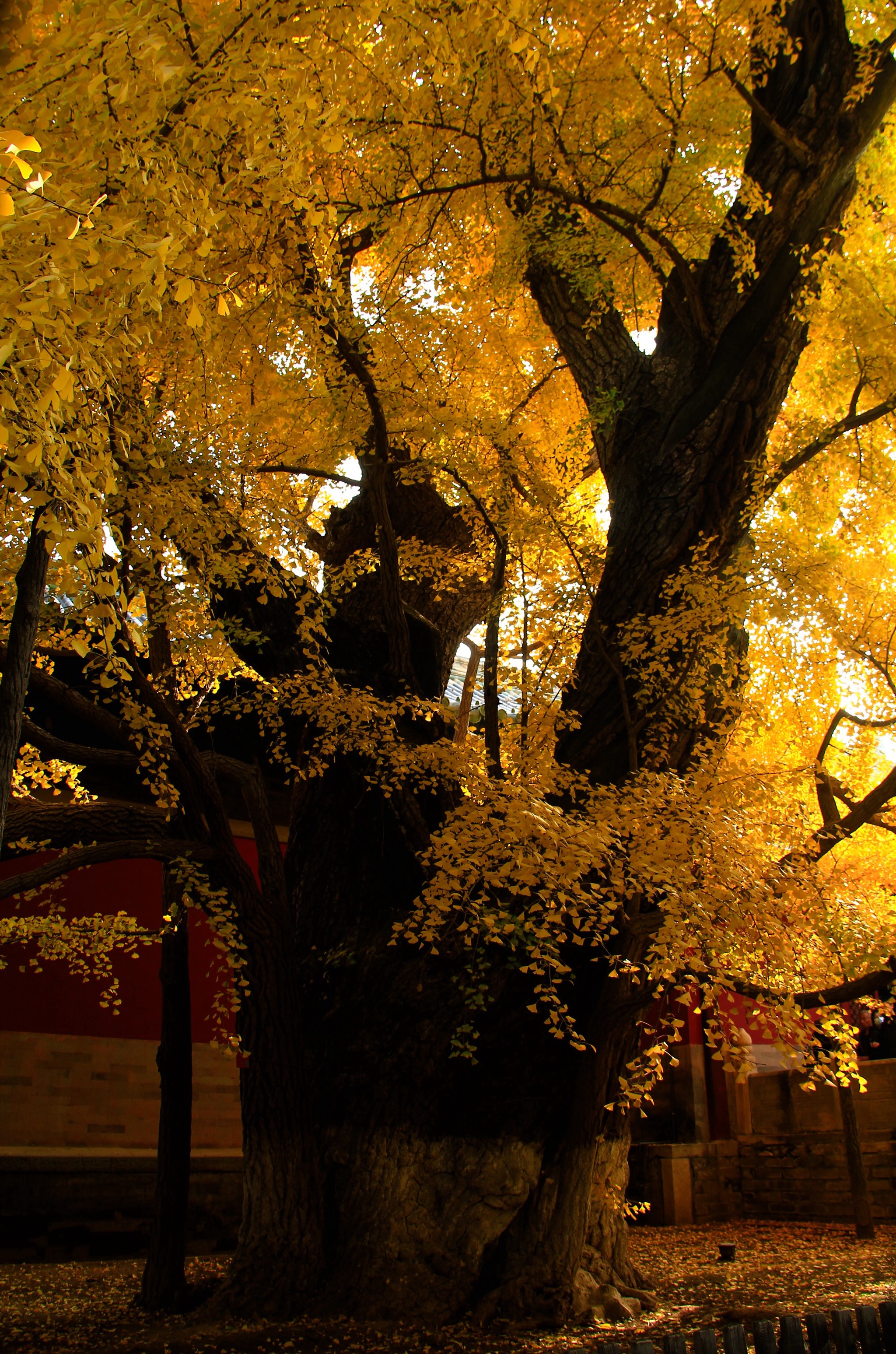 北京大觉寺银杏图片