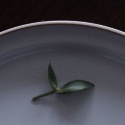 -凡碧诗毛孔收细