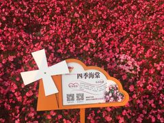 -荷兰花海