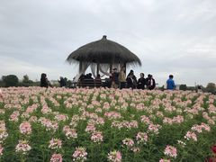 -径山花海