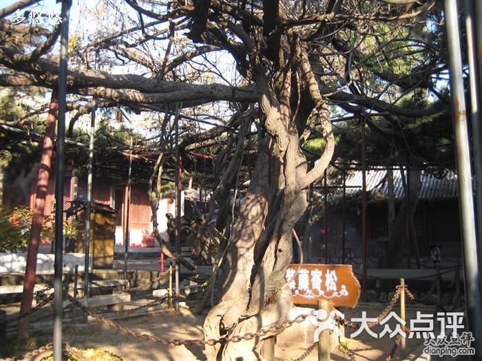 红螺寺紫藤寄松图片 - 第5907张