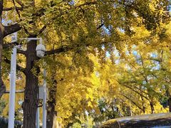 -三里屯东五街银杏大道