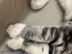 -lincat·猫舍(广州店)