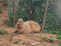 -合肥野生动物园