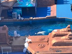 -秦皇岛乐岛海洋王国