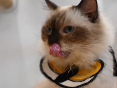 -楼上猫咖(罗湖店)