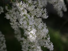 -国家植物园