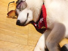 -Husky Go! 哈士奇体验馆·宠物咖啡厅狗咖