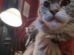 -猫色咖啡·猫咖