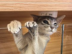 -猫十亿·布偶金渐层·曼基康矮脚猫舍(青年路店)