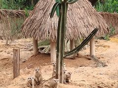 -广州长隆野生动物世界