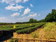 -龙井壹号·茶缘山景宴(龙井村店)