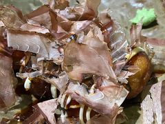 章鱼小丸子-二丁目食堂(铁西星摩尔店)