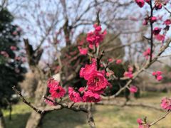 -梅花山(明孝陵内)